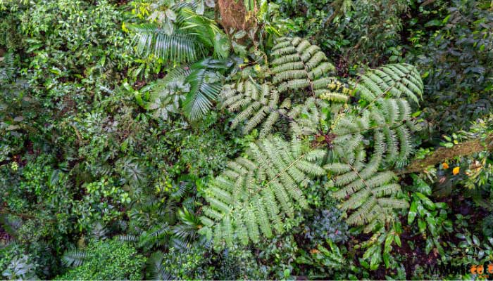 guanacaste rainforest sloth tour
