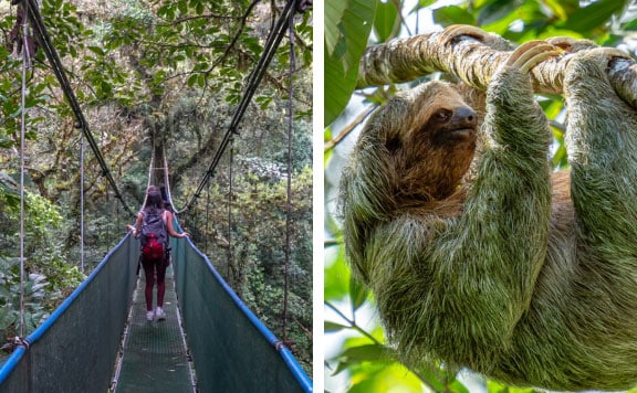 guanacaste-rainforest-sloth-tour-booking-page-image