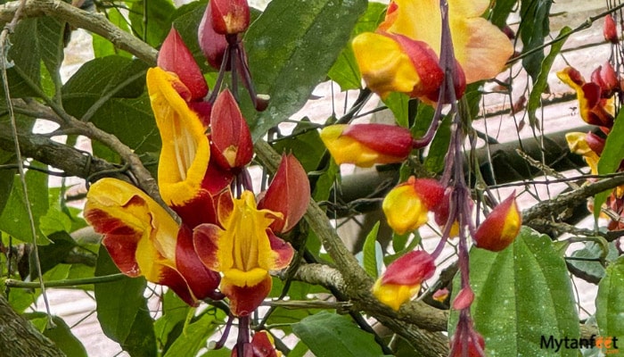 Orosi Valley and Lankester Gardens