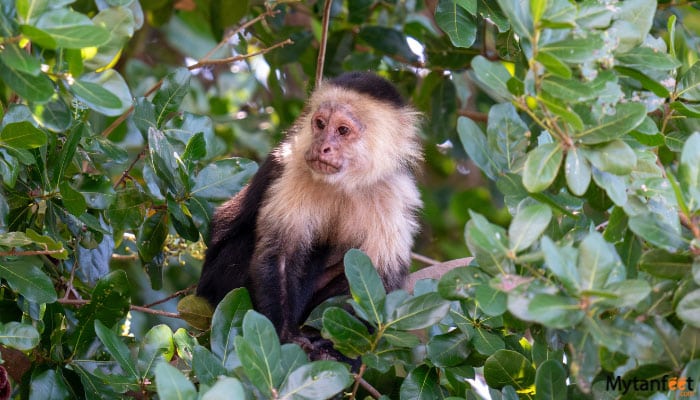 palo verde national park boat tour white face monkey