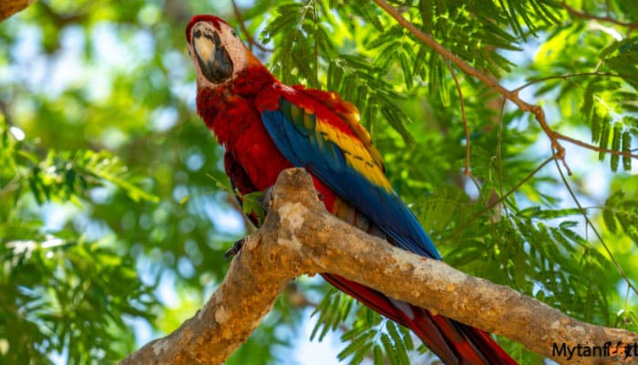 palo verde national park boat tour scarlet macaw