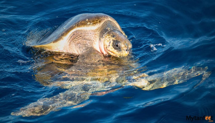 private gulf of papagayo snorkeling tour
