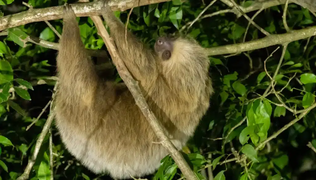 childrens eternal rainforest night tour booking page featured image
