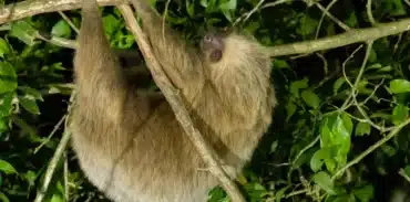 childrens eternal rainforest night tour booking page featured image