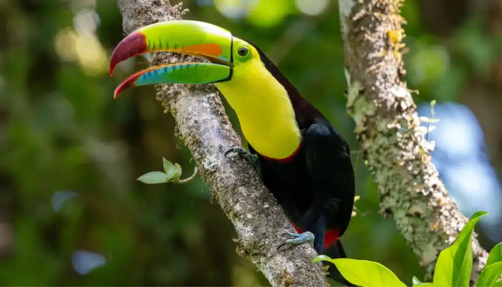 enigma de la semilla monteverde booking page featured image