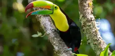 enigma de la semilla monteverde booking page featured image