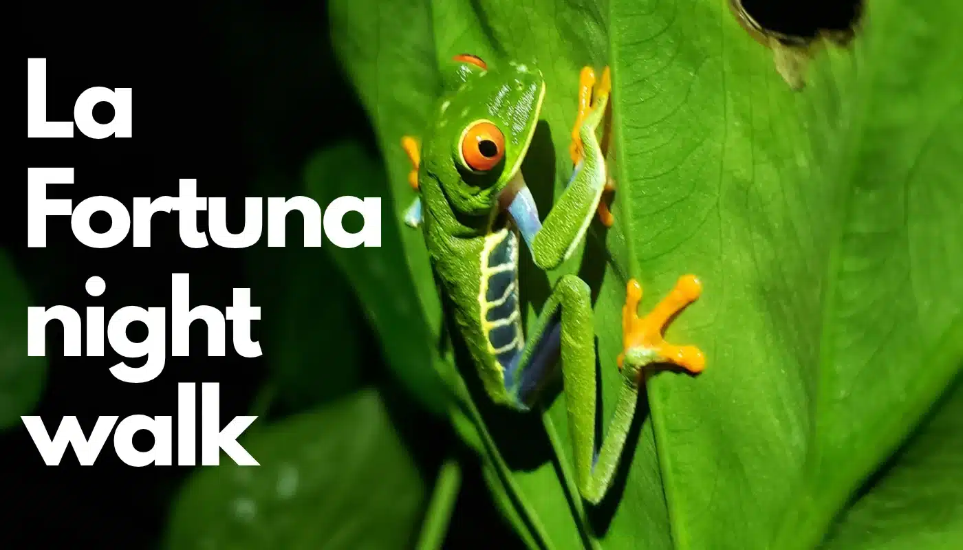 La Fortuna Night Walk: See the Critters of the Night