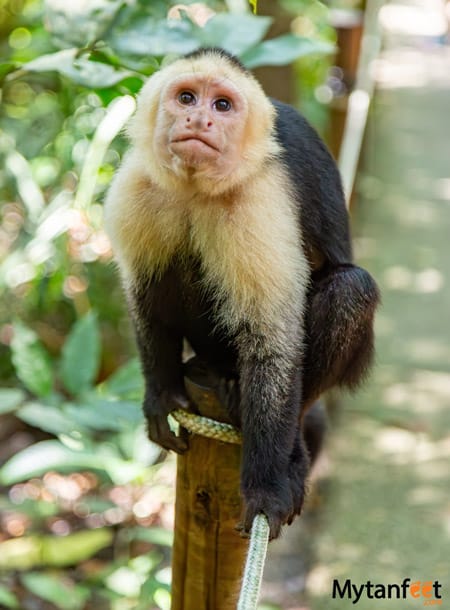 White face monkey in Manuel Antonio National Park