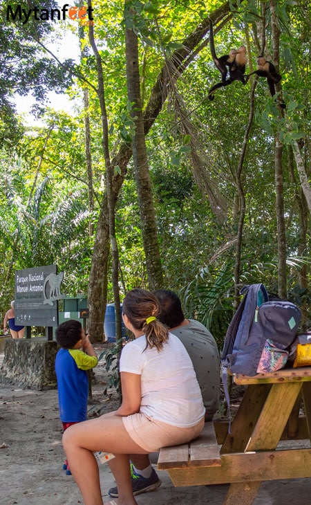 parents and a young boy sitting on a park bench looking up three white face monkeys inside Manuel Antonio National Park