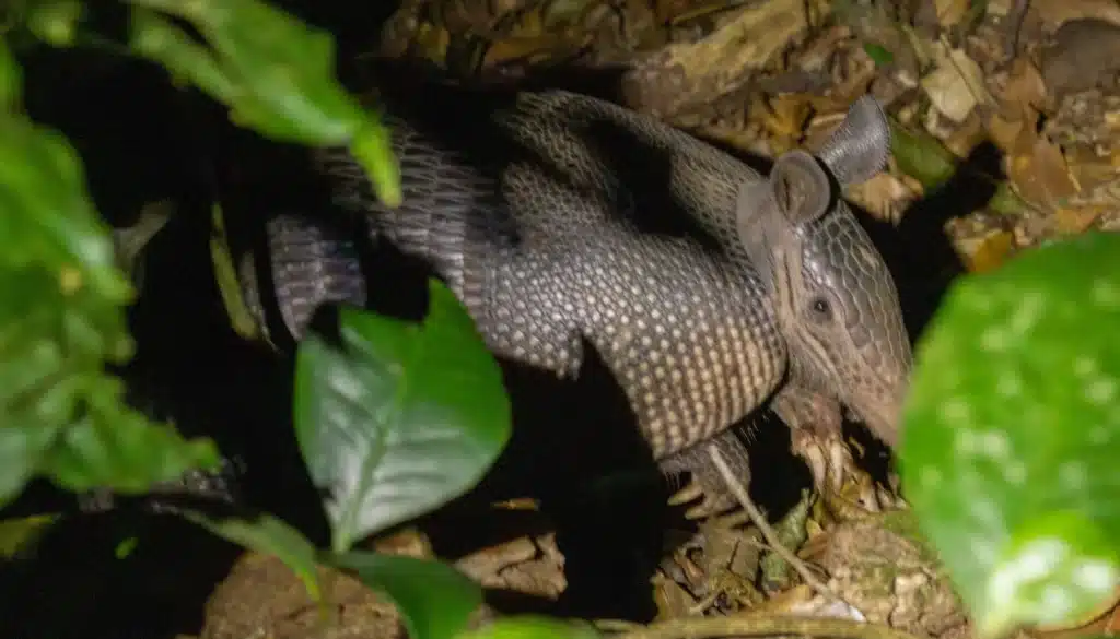 monteverde cloud forest reserve night walk tour booking page featured image