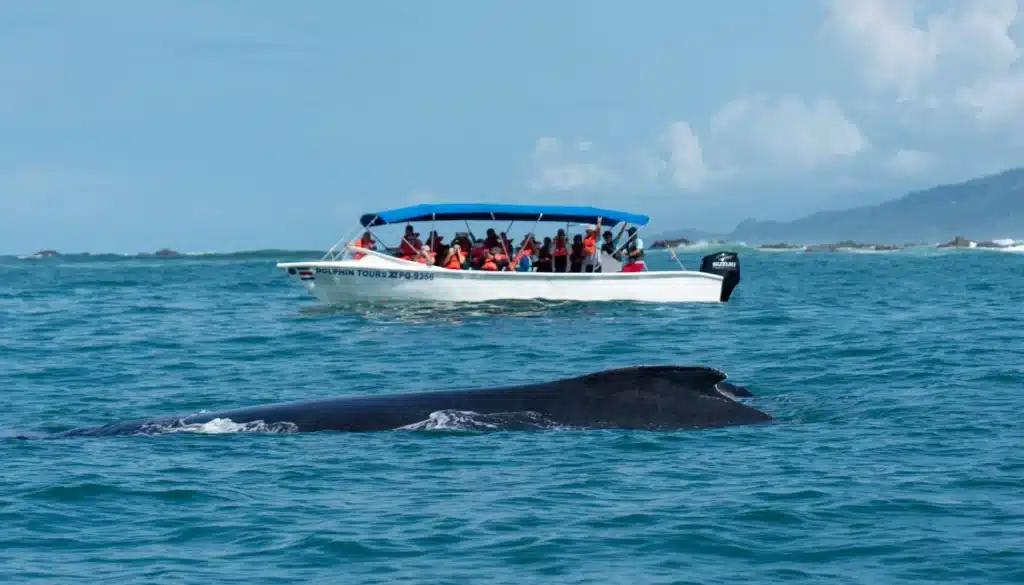 uvita whale watching tour booking page featured image