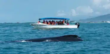 uvita whale watching tour booking page featured image