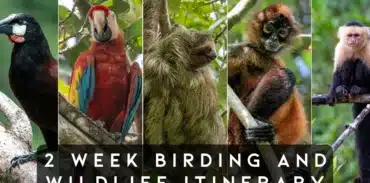 costa rica 2 week birding itinerary