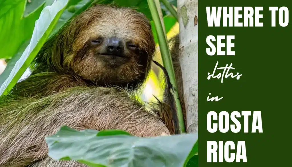 where to see sloths in costa rica
