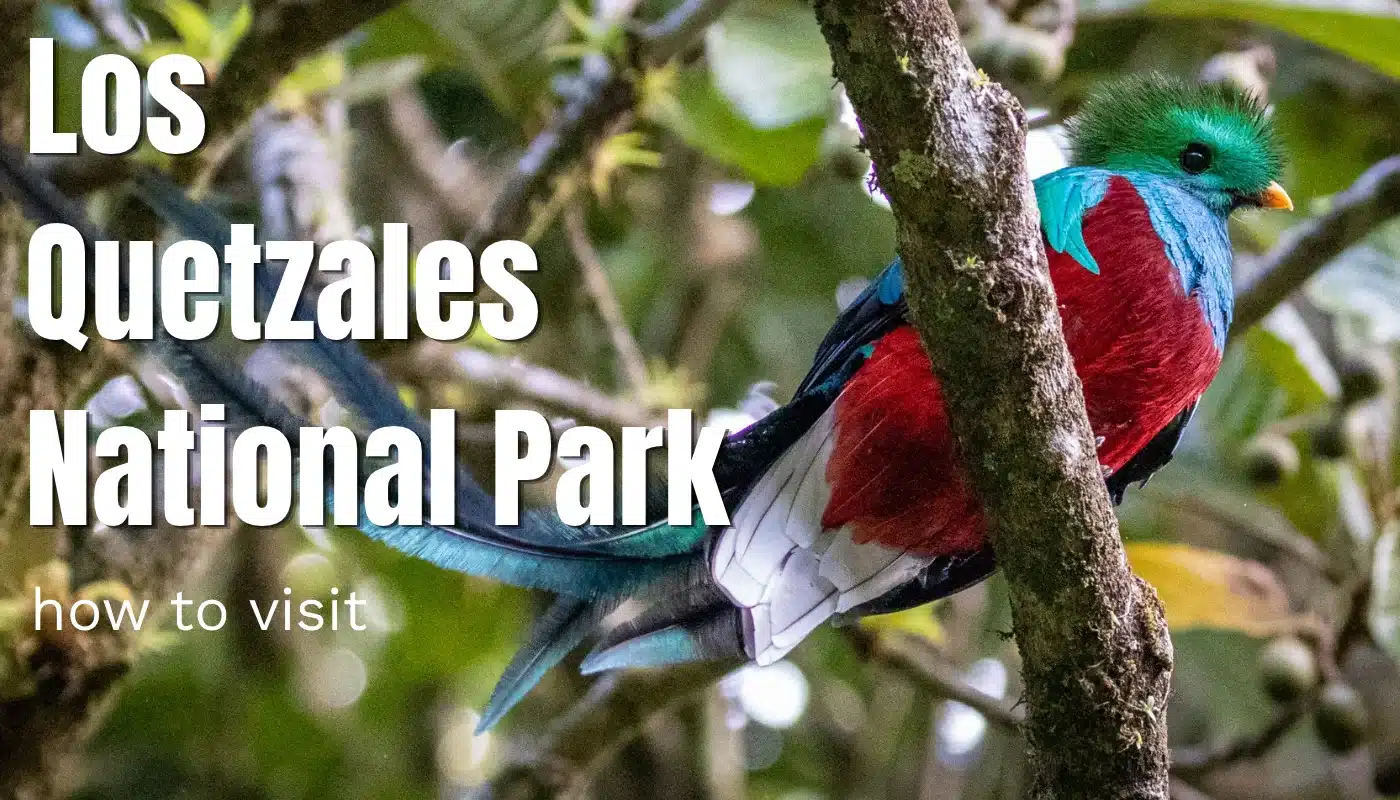 Los Quetzales National Park: The Lesser Visited Cloud Forest Park