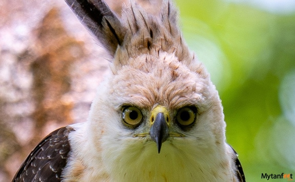 birdwatching-around-arenal-area-booking-image birdwatching around arenal volcano area