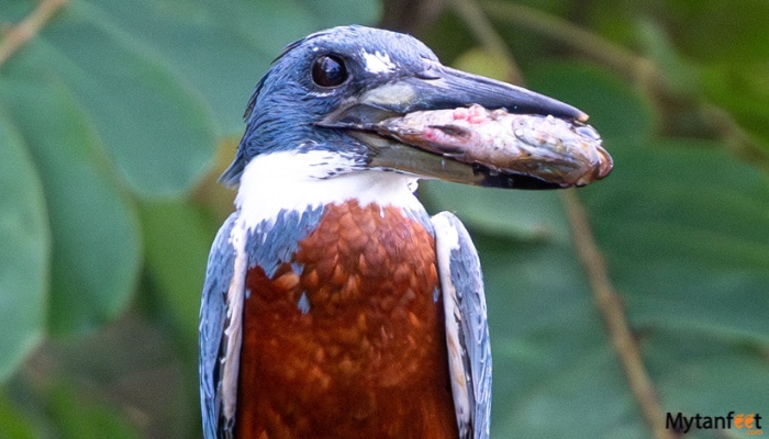 Cano blanco nature sanctuary  kingfisher