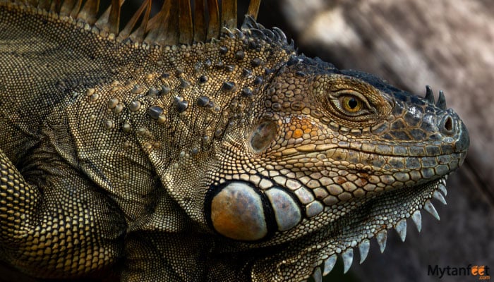 Cano blanco nature sanctuary