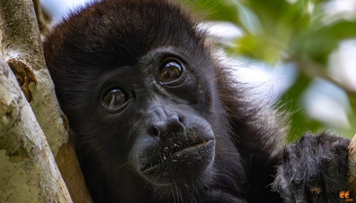 Cano blanco nature sanctuary