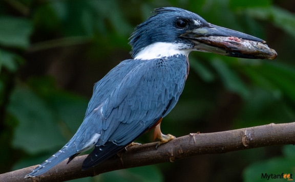 cano-blanco-nature-sanctuary-booking-image Cano blanco nature sanctuary