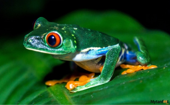 exclusive-night-walk-la-fortuna-jacamar-la-finquita exclusive night walk la finquita la fortuna tours booking