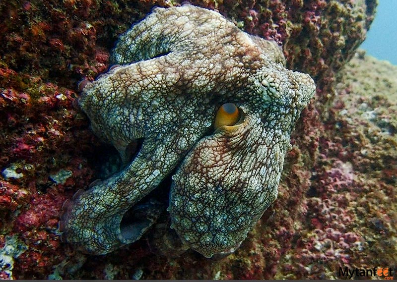catalinas islands scuba diving snorkeling - octupus