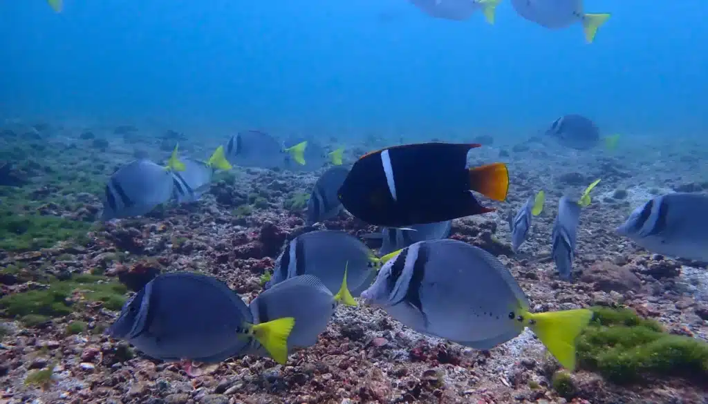 catalina islands snorkeling tour flamingo booking page featured image