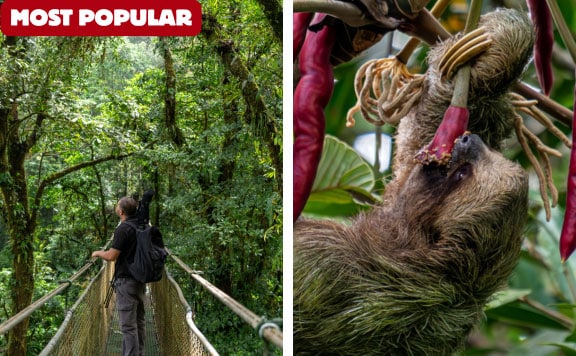 guanacaste rainforest sloth tamarindo conchal flamingo tours 