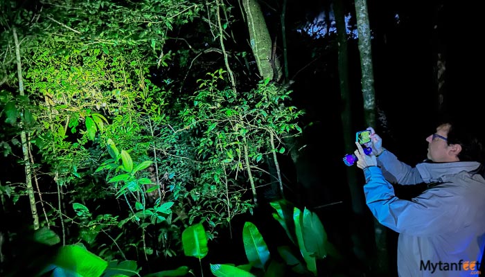 monteverde cloud forest night walk