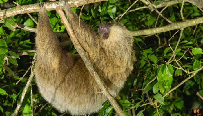 monteverde cloud forest night walk