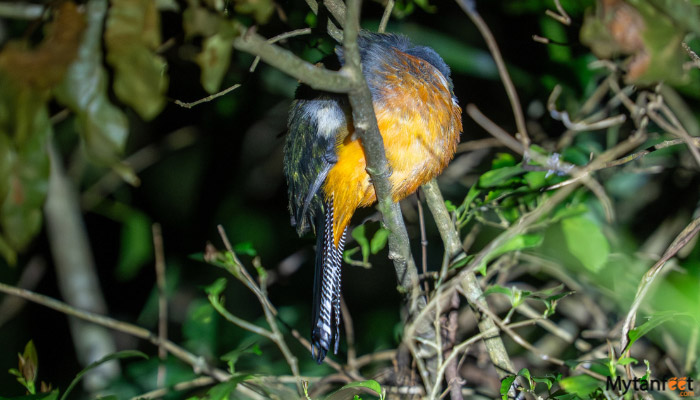 monteverde cloud forest night walk