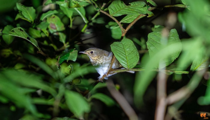monteverde cloud forest night walk