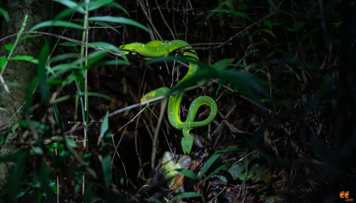 monteverde cloud forest night walk