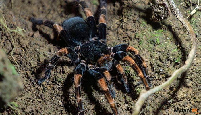 monteverde cloud forest night walk