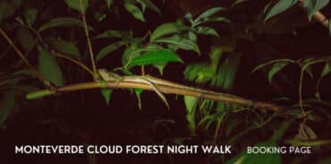 monteverde cloud forest night walk