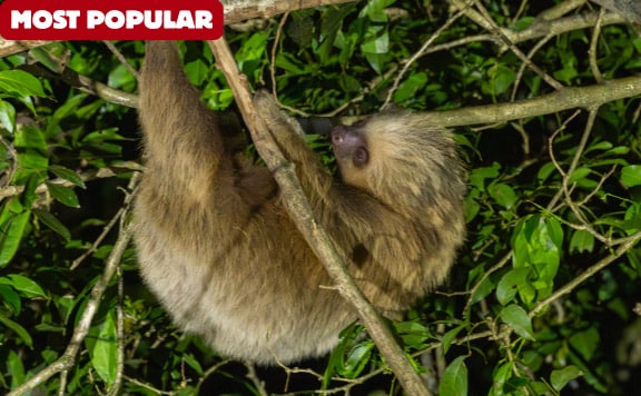 monteverde cloud forest night walk most popular