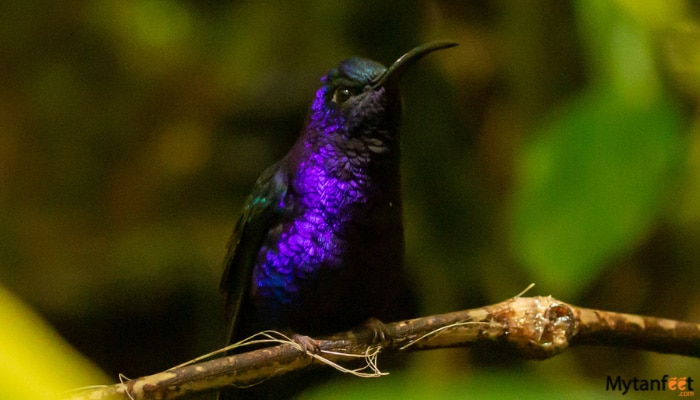 selvatura park monteverde