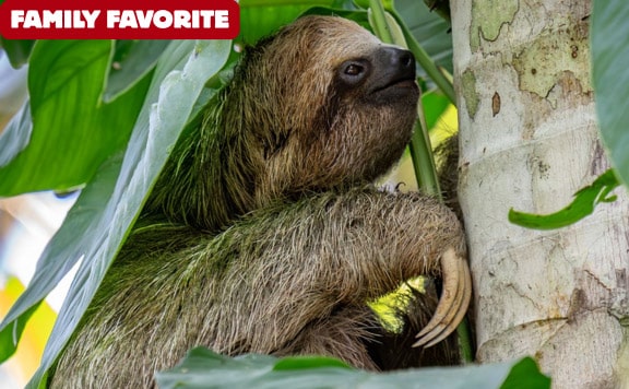 slothies-and-birdies-family-favorite slothies and birdies family favorite