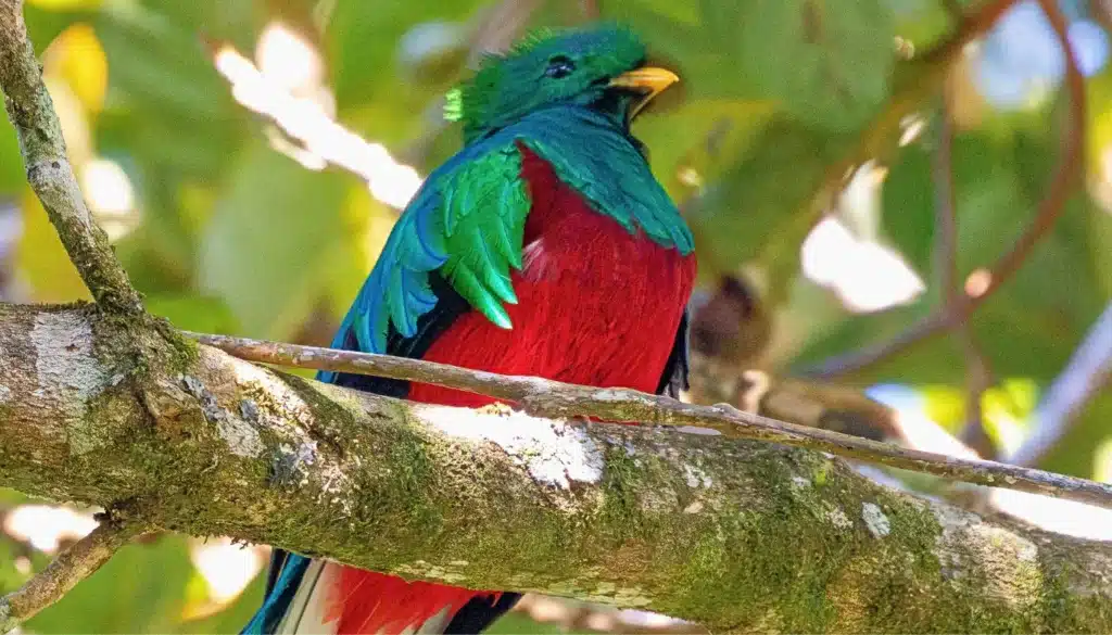 birdwatching tour in monteverde booking page featured image