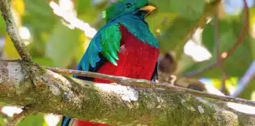 birdwatching tour in monteverde booking page featured image