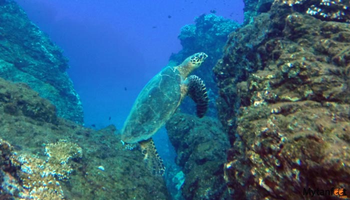 cano island snorkeling tour from uvita