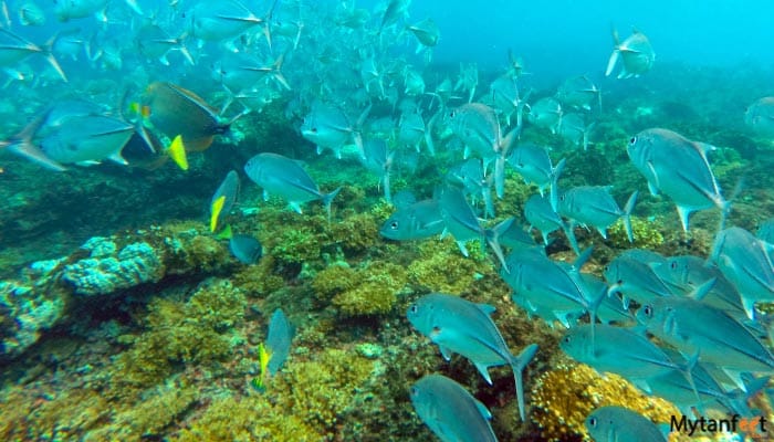 cano island snorkeling tour from uvita