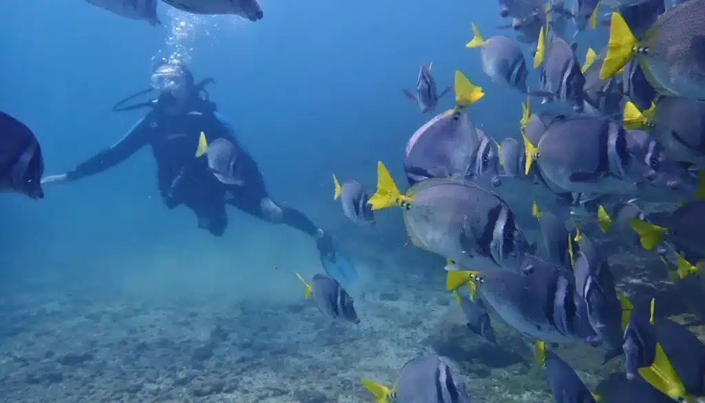 catalina islands scuba diving flamingo booking page featured image
