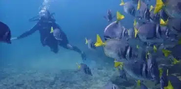 catalina islands scuba diving flamingo booking page featured image