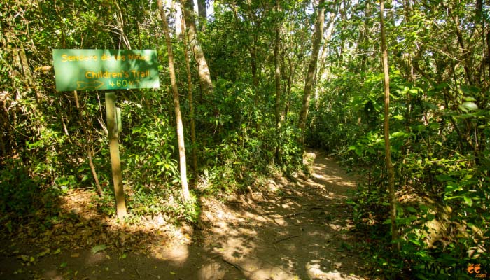 childrens eternal rainforest day tour