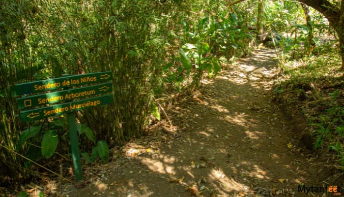 childrens eternal rainforest day tour