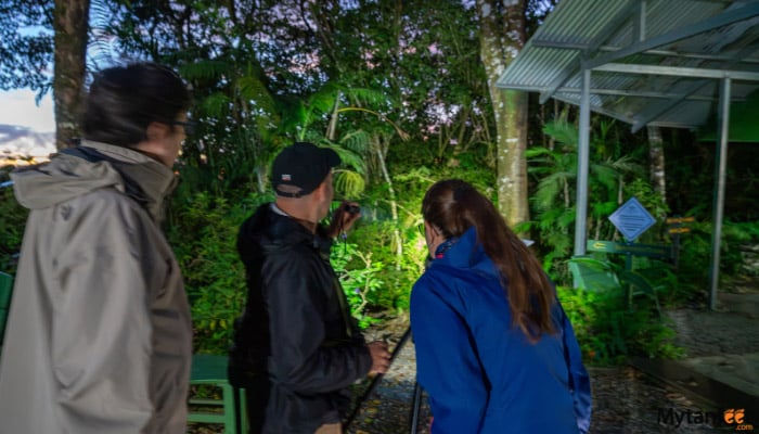 childrens eternal rainforest night tour a man and woman are looking at something with a flashlight in the rainforest