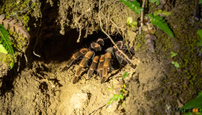 childrens eternal rainforest night tour tarantula