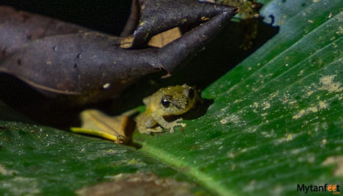 childrens eternal rainforest night tour frog on a leaf