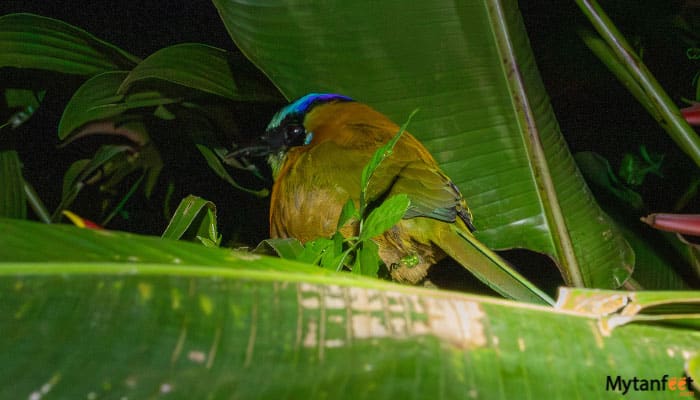 childrens eternal rainforest night tour a sleeping mot mot